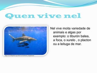Quen vive nel
Nel vive moita variedade de
animais e algas por
exemplo: o tiburón balea,
a foca, o xurelo , o placton
ou a leituga de mar.

http://es.wikipedia.org/wiki/Carcharhinus_longimanus

 