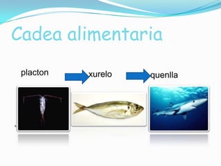 Cadea alimentaria
placton

http://tinyurl.com/onkjxk2

xurelo

http://tinyurl.com/mb5dauh

quenlla

http://tinyurl.com/nvfzx9c

 