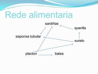 Rede alimentaria
sardiñas
quenlla
esponxa tubular

xurelo

placton

balea

 