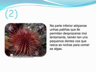 (2)
Na parte inferior atópanse
unhas patiñas que lle
permiten desprazarse moi
lentamente, tamén ten uns
pequenos dentes cos que
rasca as rochas para comer
as algas.
http://es.wikipedia.org/wiki/Echinoidea

 