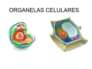 AAula 003 Citologia - organelas[1].pauapt | PPT