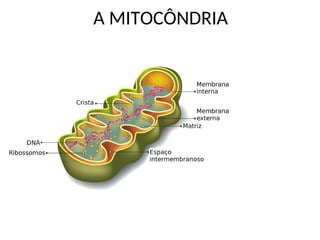 AAula 003 Citologia - organelas[1].pauapt | PPT