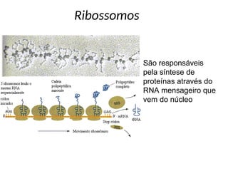 AAula 003 Citologia - organelas[1].pauapt | PPT