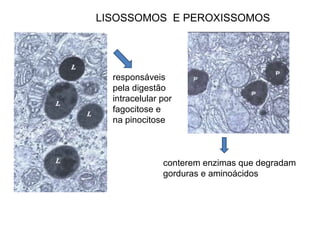 AAula 003 Citologia - organelas[1].pauapt | PPT
