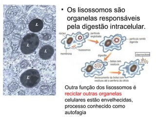 AAula 003 Citologia - organelas[1].pauapt | PPT