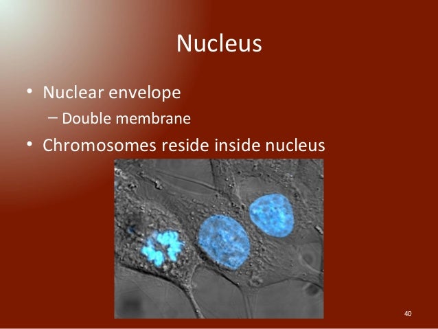 Introduction to Zoology Lecture 1