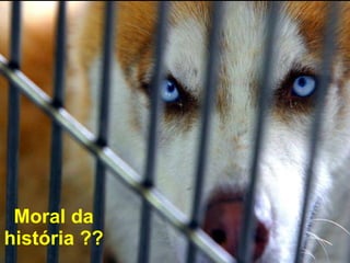 Moral da história ?? 