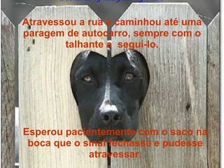 Atravessou a rua e caminhou até uma paragem de autocarro, sempre com o talhante a  segui-lo. Esperou pacientemente com o saco na boca que o sinal fechasse e pudesse atravessar. 