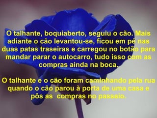O talhante, boquiaberto, seguiu o cão. Mais adiante o cão levantou-se, ficou em pé nas duas patas traseiras e carregou no botão para mandar parar o autocarro, tudo isso com as compras ainda na boca. O talhante e o cão foram caminhando pela rua quando o cão parou à porta de uma casa e pôs as  compras no passeio. 
