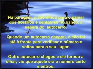 Na paragem, o cão olhou para o painel
dos horários e sentou-se no banco, à
espera do autocarro.
Quando um autocarro chegou, o cão foi
até à frente para verificar o número e
voltou para o seu lugar.
Outro autocarro chegou e ele tornou a
olhar, viu que aquele era o número certo
e entrou.
 
