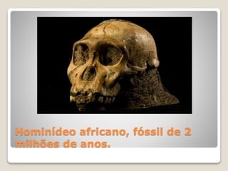 Hominídeo africano, fóssil de 2
milhões de anos.
 