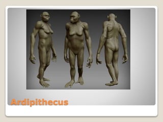 Ardipithecus
 