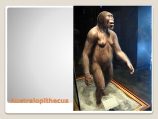 Australopithecus
 