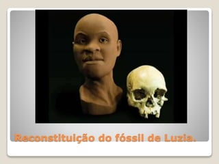 Reconstituição do fóssil de Luzia.
 