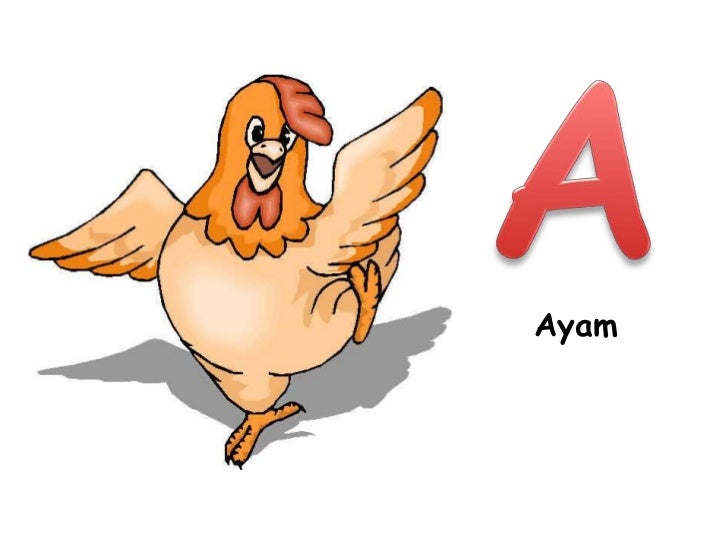 A Ayam