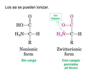 Los aa se pueden ionizar.  Sin carga  Con cargas parciales pH Neutro  Ion Dipolar 