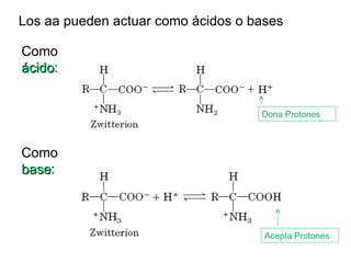 Los aa pueden actuar como ácidos o bases Como  ácido : Dona Protones Como  base : Acepta Protones 