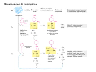 Secuenciación de polipeptidos 