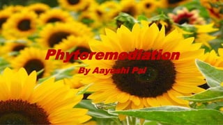 Phytoremediation
By Aayushi Pal
 