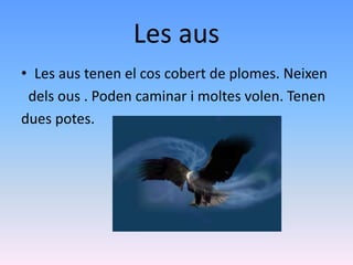 Les aus
• Les aus tenen el cos cobert de plomes. Neixen
dels ous . Poden caminar i moltes volen. Tenen
dues potes.
 