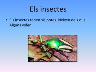 Els insectes
• Els insectes tenen sis potes. Neixen dels ous.
Alguns volen.
 