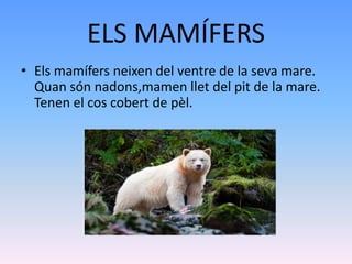 ELS MAMÍFERS
• Els mamífers neixen del ventre de la seva mare.
Quan són nadons,mamen llet del pit de la mare.
Tenen el cos cobert de pèl.
 