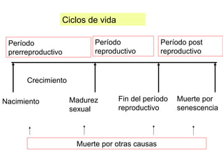 Ciclos de vida
Nacimiento
Período
prerreproductivo
Crecimiento
Madurez
sexual
Período
reproductivo
Fin del período
reproductivo
Período post
reproductivo
Muerte por
senescencia
Muerte por otras causas
 