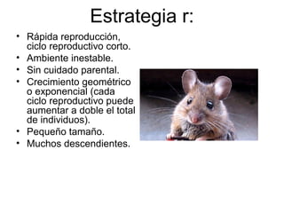 Estrategia r:
• Rápida reproducción,
ciclo reproductivo corto.
• Ambiente inestable.
• Sin cuidado parental.
• Crecimiento geométrico
o exponencial (cada
ciclo reproductivo puede
aumentar a doble el total
de individuos).
• Pequeño tamaño.
• Muchos descendientes.
 