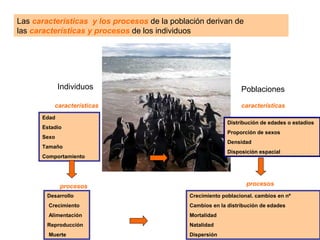 Edad
Estadio
Sexo
Tamaño
Comportamiento
Distribución de edades o estadios
Proporción de sexos
Densidad
Disposición espacial
procesos procesos
Desarrollo
Crecimiento
Alimentación
Reproducción
Muerte
Crecimiento poblacional. cambios en nº
Cambios en la distribución de edades
Mortalidad
Natalidad
Dispersión
Individuos
características
Poblaciones
características
Las características y los procesos de la población derivan de
las características y procesos de los individuos
 