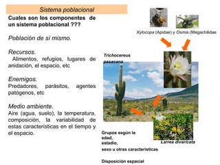 Cuales son los componentes de
un sistema poblacional ???
Población de sí mismo.
Recursos.
Alimentos, refugios, lugares de
anidación, el espacio, etc
Enemigos.
Predadores, parásitos, agentes
patógenos, etc
Medio ambiente.
Aire (agua, suelo), la temperatura,
composición, la variabilidad de
estas características en el tiempo y
el espacio.
Xylocopa (Apidae) y Osmia (Megachilidae
Grupos según la
edad,
estadio,
sexo u otras características
Disposición espacial
Trichocereus
pasacana
Larrea divaricata
Sistema poblacional
 