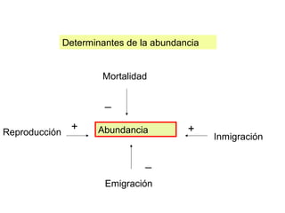 Determinantes de la abundancia
AbundanciaReproducción Inmigración
Mortalidad
Emigración
+ +
_
_
 