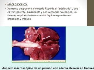 • MACROSCOPICO:
• Aumento de grosor y al cortarlo fluye de el “traslucido” , que
es transparente, amarillento y por lo general no coagula. En
sistema respiratorio se encuentra liquido espumoso en
bronquios y tráquea
 