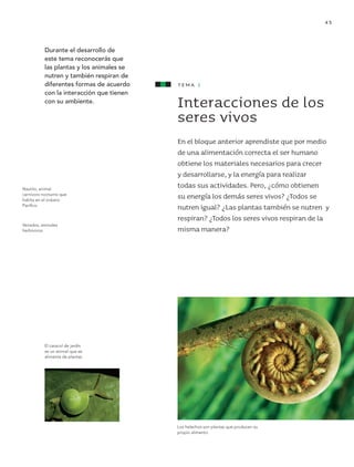 45


                   Durante el desarrollo de
                   este tema reconocerás que
                   las plantas y los animales se
                   nutren y también respiran de
                   diferentes formas de acuerdo    tema 1
                   con la interacción que tienen
                   con su ambiente.
                                                   Interacciones de los
                                                   seres vivos
                                                   En el bloque anterior aprendiste que por medio
                                                   de una alimentación correcta el ser humano
                                                   obtiene los materiales necesarios para crecer
                                                   y desarrollarse, y la energía para realizar
        Nautilo, animal
                                                   todas sus actividades. Pero, ¿cómo obtienen
        carnívoro nocturno que
        habita en el océano
                                                   su energía los demás seres vivos? ¿Todos se
        Pacífico.
                                                   nutren igual? ¿Las plantas también se nutren y
                                                   respiran? ¿Todos los seres vivos respiran de la
        Venados, animales
        herbívoros.                                misma manera?




                   El caracol de jardín
                   es un animal que se
                   alimenta de plantas.




                                                   Los helechos son plantas que producen su
                                                   propio alimento.




AB-CN-3-P-001-073.indd 45                                                                      11/04/11 01:15 PM
 
