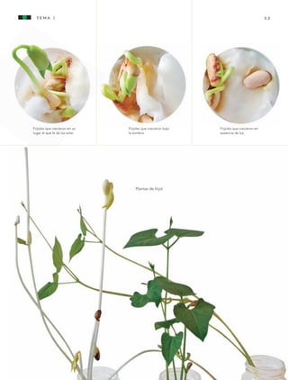 tema 1                                                                                   53




                 Frijoles que crecieron en un    Frijoles que crecieron bajo   Frijoles que crecieron en
                 lugar al que le da luz solar.   la sombra.                    ausencia de luz.




                                                     Plantas de frijol




AB-CN-3-P-001-073.indd 53                                                                                  11/04/11 01:15 PM
 