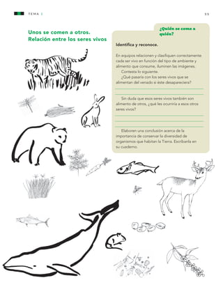 tema 1                                                                                 55


                                                                              ¿Quién se come a
                   Unos se comen a otros.                                     quién?
                   Relación entre los seres vivos
                   [1.4]                            Identifica y reconoce.

                                                    En equipos relacionen y clasifiquen correctamente
                                                    cada ser vivo en función del tipo de ambiente y
                                                    alimento que consume, iluminen las imágenes.
                                                       Contesta lo siguiente.
                                                       ¿Qué pasaría con los seres vivos que se
                                                    alimentan del venado si éste desapareciera?



                                                       Sin duda que esos seres vivos también son
                                                    alimento de otros, ¿qué les ocurriría a esos otros
                                                    seres vivos?




                                                       Elaboren una conclusión acerca de la
                                                    importancia de conservar la diversidad de
                                                    organismos que habitan la Tierra. Escríbanla en
                                                    su cuaderno.




AB-CN-3-P-001-073.indd 55                                                                                11/04/11 01:15 PM
 