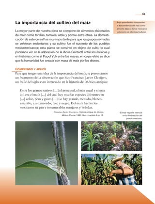 35


                La importancia del cultivo del maíz                                                        Aquí aprenderás a comprender
                                                                                                           la trascendencia del maíz como
                                                                                                           alimento básico de los mexicanos
                La mayor parte de nuestra dieta se compone de alimentos elaborados                         y elemento de identidad cultural.
                de maíz como tortillas, tamales, atole y pozole entre otros. La domesti-
                cación de este cereal fue muy importante para que los grupos nómadas
                se volvieran sedentarios y su cultivo fue el sustento de los pueblos
                mesoamericanos; esta planta se convirtió en objeto de culto, lo cual
                podemos ver en la adoración de la diosa Centeotl entre los mexicas y
                en historias como el Popol Vuh entre los mayas, en cuyo relato se dice
                que la humanidad fue creada con masa de maíz por los dioses.

                Comprendo y aplico
                Para que tengas una idea de la importancia del maíz, te presentamos
                un fragmento de la observación que hizo Francisco Javier Clavijero,
                un fraile del siglo xviii interesado en la historia del México antiguo:

                      Entre los granos nativos […] el principal, el más usual y el más
                      útil era el maíz […] del cual hay muchas especies diferentes en
                      […] color, peso y gusto […] Lo hay grande, menudo, blanco,
                      amarillo, azul, morado, rojo y negro. Del maíz hacían los
                      mexicanos su pan e innumerables manjares y bebidas.
                                               Francisco Javier Clavijero, Historia antigua de México,        El maíz es parte esencial
                                                       México, Porrúa, 1991, libro i, capítulo 9, p. 15.         en la alimentación del
                                                                                                                      pueblo mexicano.




Historia 4o.indb 35                                                                                                                       06/04/11 11:52
 