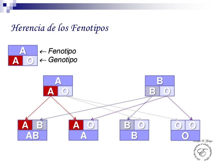 Resultado de imagen de fenotipos ABO