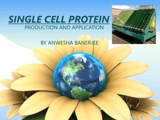 SINGLE CELL PROTEIN
PRODUCTION AND APPLICATION
BY ANWESHA BANERJEE
 