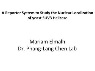Mariam Elmalh
Dr. Phang-Lang Chen Lab
A Reporter System to Study the Nuclear Localization
of yeast SUV3 Helicase
 