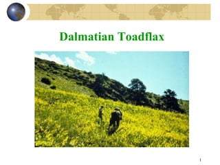 1
Dalmatian Toadflax
 