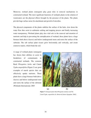 18
Moreover, wetland plants (emergent) play great roles in removal mechanisms in
constructed wetland. The most significant functions of wetlands plants in the relation of
wastewaters are the physical effects brought by the presence of the plants. The plants
provide huge surface areas for attachment and growth of microbes.
The physical components of the plants stabilize the surface of the beds, slow down the
water flow thus assist in sediments settling and trapping process and finally increasing
water transparency. Wetland plants play also vital role in the removal and retention of
nutrients and help in preventing the eutrophication of wetland, these plants have a large
biomass both above (leaves) and below (underground stems and roots) the surface of the
substrate. The sub surface plant tissues grow horizontally and vertically, and create
extensive matrix, which binds the soil.
A range of wetland plants (emergent)
has shown their abilities to assist in
breakdown of contaminants in
constructed wetlands. The common
Reed Phragmites karka and Cattail
Typha angustifolia (Figure 2) are good
examples of marsh species that can
effectively uptake nutrients. These
plants have a large biomass both above
(leaves) and below (underground stem
and roots) the surface of the substrate
(Wetlands International, 2003
(a) (b)
Figure 7: Emergent plants Reed Phragmites karka(a) and The
Cattail Typha angustifolia (b) .Retrieved (Intern.Aquaplant. 2004)
 
