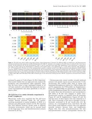 proximal VH genes in T cells (Figure 3A–D). Collectively,
these results validate that our approach truly analyzes the
productive and non-productive allele separately, show
that the locus forms a large topological domain in all
cell types analyzed, and conﬁrm that large-scale chromo-
somal rearrangements take place speciﬁcally at the pro-
ductive allele.
The IgH locus is in a similar chromatin compartment in
B and T lymphocytes
Microscopy studies have suggested that the IgH locus
switches between positions inside the cell nucleus,
involving recruitment to nuclear periphery or PCH, in a
cell-type and allele-speciﬁc manner (12,18). We reasoned
that such different locations should result in different
chromatin environments, which can be assessed based
on the long-range intra- and interchromosomal contacts
measured by 4C-seq.
Chromosome-wide contact proﬁles revealed preferred
contacts with speciﬁc regions across chromosome 12 (the
chromosome that contains IgH), both in resting and
stimulated B lymphocytes (shown for 30
RR in Figure 4A
and B, respectively; for FVB proﬁles see Supplementary
Figure S7). DNA-FISH was performed to validate these
results (SupplementaryFigure S8). Correlation plots of the
4C results show that the productive and non-productive
IgH alleles in B cells were engaged in similar intra-
chromosomal contacts, as apparent from all viewpoints
(Figure 4C and D; Supplementary Figures S9 and 10)
and that many of these regions were also contacted in T
cells. This is surprising, as the locus is thought to be dif-
ferentially positioned in B and non-B cells (12). By
contrast, in a non-lymphoid tissue, fetal brain, the IgH
locus clearly made different contacts that even appeared
mutually exclusive between brain and lymphocytes
(Figure 4A). Not only intra-chromosomal, but also
inter-chromosomal contacts corresponded between the
Figure 4. The IgH locus shows similar long-range contacts along chromosome 12 between the different alleles in lymphocytes. (A) Domainograms
showing chromosome-wide interaction proﬁles looking from the 30
RR 4C viewpoint (red triangle) on the IgH locus in resting B cells, from top to
bottom: B cell productive (P), B cell non-productive (NP), T cell (T) and fetal brain allele (FB). Signiﬁcance of the interactions is indicated by
the range in colour used in the domainogram as depicted in the legend: black is low signiﬁcance (P = 1) and yellow represents high signiﬁcance
(P = 10-10
) of interaction. Window size of the running window analysis is depicted on the Y-axis. (B) Chromosome-wide interaction proﬁles looking
from the 30
RR 4C viewpoint (red triangle) in activated B cells. (C) Correlation plot of the interactions looking from the 30
RR 4C viewpoint in resting
B cells (window size 21). The numbers represent the Spearman rank correlation coefﬁcient, colours range from linear anti-correlation (black) to linear
correlation (dark red). Tissues and separate alleles are coded as follows: B cell non-productive (NP), B cell productive (P), T cell (T), fetal brain (FB),
C57BL/6 allele (Bl6) and FVB allele (FVB). (D) Correlation plot of the interactions looking from the 30
RR 4C viewpoint in activated B cells (window
size 21).
Nucleic Acids Research, 2013, Vol. 41, No. 14 6911
byguestonNovember30,2015http://nar.oxfordjournals.org/Downloadedfrom
 