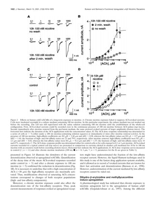 presented in Figure 3A illustrate the slowdown of the current
desensitization observed at upregulated nAChRs. Quantiﬁcation
of the decay time of the mean ACh-evoked responses recorded
under control (n ϭ 5) and after a chronic exposure to 100 nM
nicotine (n ϭ 5) conﬁrmed the reduction in desensitization (Fig.
3B). It is necessary to underline that with a high concentration of
ACh (Ͼ30 ␮M) the high-afﬁnity receptors are maximally acti-
vated. Thus, modiﬁcations observed at saturating ACh concen-
trations correspond to changes of both receptor populations
(high- and low-afﬁnity components).
Moreover, a chronic nicotine exposure could also affect the
desensitization rate of the low-afﬁnity receptors. Thus, peak
current measurements of responses evoked at upregulated recep-
tors might have underestimated the fraction of the low-afﬁnity
receptor current. However, the liquid ﬁlament technique used in
this study is one of the fastest drug application systems available,
and it allowed us to record ␣7-evoked currents that are known for
their fast activation and desensitization (Buisson et al., 1998).
However, underestimation of the current mediated by low-afﬁnity
receptors cannot be ruled out.
Dihydro-␤-erytroidine and methyllycaconitine
induce upregulation
A pharmacological study has indicated that chronic exposure to
nicotinic antagonists led to the upregulation of human ␣4␤2
nAChRs (Gopalakrishnan et al., 1997). Among the different
Figure 2. Effects on human ␣4␤2 nAChRs of a long-term exposure to nicotine. A, Chronic nicotine exposure failed to suppress ACh-evoked currents.
Cells were incubated overnight in a culture medium containing 100 nM nicotine. In this particular experiment, the culture medium was not washed out
before the recording. The cell was still superfused with the saline solution containing 100 nM nicotine until the establishment of the whole-cell
conﬁguration. First, ACh-evoked currents could be recorded even in the continuous presence of 100 nM nicotine between ACh pulses (top traces).
Second, immediately after nicotine removal from the perfusion medium, the same protocol evoked currents of larger amplitudes (bottom traces). The
horizontal bars indicate the duration of the ACh applications with the concentration values. B, The ACh dose–response relationship was determined in
a series of cells (n ϭ 7) either under a 100 nM nicotine-containing solution (squares) or immediately (2 min) after nicotine removal (circles). In the
presence of 100 nM nicotine, high-afﬁnity coefﬁcients are EC50H ϭ 3.48 ␮M and nH1 ϭ 0.98, whereas the low-afﬁnity values are EC50L ϭ 127 ␮M and
nH2 ϭ 1.44; the fractions of high- and low-afﬁnity states are 21 and 79%, respectively. After nicotine removal, high-afﬁnity coefﬁcients were EC50H ϭ
2.3 ␮M and nH1 ϭ 0.82, whereas the low-afﬁnity values were EC50L ϭ 91.4 ␮M and nH2 ϭ 1.37; the fractions of high- and low-afﬁnity states were 33
and 67%, respectively. C, The ACh dose–response proﬁle was determined either for control cells or for cells exposed to 0.1 or 1 ␮M nicotine. ACh-evoked
currents recorded in a typical control cell (top traces) are presented in comparison to currents elicited in another cell incubated for 10 hr in 100 nM
nicotine with an extensive wash before recording (bottom traces). Horizontal bars indicate the ACh applications. D, ACh dose–response curves measured
in control (E, n ϭ 11) and after chronic nicotine incubation (100 nM, f, n ϭ 8; 1 ␮M, ƒ, n ϭ 5; parameters for the ﬁt are given in Table 1).
1822 J. Neurosci., March 15, 2001, 21(6):1819–1829 Buisson and Bertrand • Functional Upregulated ␣4␤2 Nicotinic Receptors
 