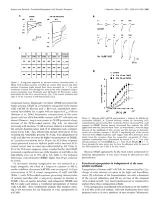 compounds tested, dihydro-␤-erytroidine (DH␤E) presented the
higher potency. DH␤E is a competitive antagonist of the human
␣4␤2 nAChR (B. Buisson and D. Bertrand, unpublished obser-
vation) that inhibits the receptor with an apparent IC50 of 80 nM
(Buisson et al., 1996). Micromolar concentrations of this com-
pound could not elicit detectable currents in K-177 cells (data not
shown). However, long-term exposure to DH␤E promoted a large
increase of the ACh-evoked current (Fig. 4A). As observed
previously with nicotine, DH␤E exposure induced a slowdown of
the current desensitization and of its relaxation tails (compare
traces in Fig. 4A). These effects were already observed at 10 nM,
revealing the remarkable potency of DH␤E. The upregulation of
␣4␤2 nAChRs was increased by higher concentrations of DH␤E:
at 1 ␮M (data not shown) and at 10 ␮M, the ACh dose–response
curves presented a marked biphasic proﬁle with a maximal ACh-
evoked current that increased up to threefold (Fig. 4B, Table 1).
Fit of the ACh dose–response curves revealed further that DH␤E
promoted a signiﬁcant increase of the fraction of nAChRs in the
high-afﬁnity state (up to 70%) (Fig. 4B, Table 1). For technical
limitations, concentrations of DH␤E higher than 10 ␮M could not
be tested.
To determine whether upregulation was not restricted to a
single antagonist, the effect of a long-term exposure to MLA,
another inhibitor of neuronal nAChRs, was investigated. A 10 ␮M
concentration of MLA caused upregulation of ␣4␤2 nAChRs
(Table 1) with ACh-evoked responses presenting characteristics
of currents recorded after a long-term exposure to nicotine or
DH␤E. Thus, an agonist (nicotine) and antagonists (DH␤E and
MLA) could each induce a functional upregulation of human
␣4␤2 nAChRs. These observations indicate that receptor open-
ing is not necessary for the induction of ␣4␤2 upregulation of
nAChRs.
Because DH␤E appeared to be the most potent compound for
inducing upregulation, it was used further to characterize this
phenomenon.
Functional upregulation is independent of de novo
protein synthesis
Upregulation of human ␣4␤2 nAChRs is characterized by (1) a
change of ratio between receptors in the high- and low-afﬁnity
states, (2) a decrease of the desensitization rate with a slowdown
of the current relaxation, and (3) an increase of the maximal
ACh-evoked current. Two main hypotheses can be considered to
explain these three upregulation effects.
First, upregulation could result from an increase in the number
of nAChRs at the cell surface. Different mechanisms have been
proposed such as de novo synthesis of new proteins (Wonnacott,
Figure 3. Long-term exposure to nicotine reduces desensitization. A,
Mean ACh-evoked currents recorded in control (left traces) and after
nicotine treatment (right traces) have been averaged (n ϭ 5 in each
condition). Dashed lines through the data points were computed using a
mono-exponential (see Materials and Methods). B, Parameter values
determined for the ﬁt of current decays (Eq. 2) in control condition and
after 8–10 hr exposure to 100 nM nicotine (nic).
Figure 4. Human ␣4␤2 nAChR upregulation is induced by dihydro-␤-
erytroidine (DH␤E). A, Typical currents evoked by increasing ACh
concentrations are presented for a control cell (top traces) and for a cell
exposed to DH␤E (bottom traces). Horizontal bars indicate the ACh
application with the concentration values (in micromolar). Note the large
increase of the amplitude of the currents and the decrease of desensiti-
zation after chronic exposure to DH␤E. Long-lasting tails of the current
observed with DH␤E-incubated cells suggest that ACh dissociates more
slowly from the receptors than the competitive antagonist. B, Dose–
response relationships were determined in control (E, n ϭ 7) or after
chronic exposure to 10 nM DH␤E (‚, n ϭ 7) or 10 ␮M DH␤E (f, n ϭ 7).
Lines through the data points are the best ﬁts obtained with the sum of
two Hill equations (see Table 1 for the values).
Buisson and Bertrand • Functional Upregulated ␣4␤2 Nicotinic Receptors J. Neurosci., March 15, 2001, 21(6):1819–1829 1823
 