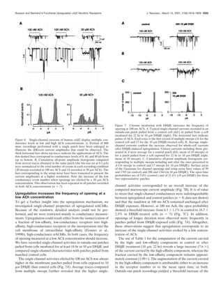 Upregulation increases the frequency of opening at a
low ACh concentration
To get a further insight into the upregulation mechanism, we
investigated single-channel properties of upregulated nAChRs.
Because of the rundown, detailed analysis could not be per-
formed, and we were restricted mainly to conductance measure-
ments. Upregulation could result either from the isomerization of
a fraction of low-afﬁnity, low-conductance receptors into high-
afﬁnity, high-conductance receptors or the incorporation into the
cell membrane of intracellular high-afﬁnity (Fenster et al.,
1999b), high-conductance nAChRs. In both cases, the frequency
of opening measured at a low ACh concentration should increase.
We have recorded single-channel activities in outside-out patches
pulled from cells incubated for at least 18 hr in 10 ␮M DH␤E and
compared single-channel characteristics with patches pulled from
matched control cells.
The single-channel activities elicited by 100 nM ACh was always
higher in the membrane patches pulled from cells exposed to 10
␮M DH␤E than control cells (Fig. 7A). Average traces computed
from multiple sweeps further revealed that the higher single-
channel activities corresponded to an overall increase of the
computed macroscopic current amplitude (Fig. 7B). It is of value
to stress that single-channel conductances were indistinguishable
between upregulated and control patches (n ϭ 8; data not shown)
and that the rundown at 100 nM ACh remained unchanged after
DH␤E exposure. However, at 100 nM Ach, the open probability
showed a threefold increase: from 6.1 Ϯ 1.1% in control to 18.3 Ϯ
2.3% in DH␤E-treated cells (n ϭ 5) (Fig. 7C). In addition,
openings of longer duration were observed more frequently in
patches pulled from DH␤E-exposed cells (Fig. 7A). Altogether,
these observations suggest that upregulation corresponds to an
increase of the single-channel activities evoked by a low concen-
tration of ACh.
The use of Table 1 for the computation of the current carried
by the high- and low-afﬁnity components in control or after
DH␤E treatment (10 ␮M, 22 hr) reveals a large increase (7.6 ϫ)
of the current carried by the high-afﬁnity component, whereas the
fraction carried by the low-afﬁnity component remains approxi-
mately constant (1.09ϫ). The augmentation of the current carried
by the high-afﬁnity component is attributable either to an increase
in the receptor number or to the mean open time, or both.
Outside-out patch recordings yielded a threefold increase of the
Figure 6. Single-channel currents of human ␣4␤2 display multiple con-
ductance levels at low and high ACh concentrations. A, Portion of 800
msec recordings performed with a single patch have been enlarged to
illustrate the different current amplitudes that could be observed. The
thick horizontal bars above top traces indicate the applications of ACh. The
thin dashed lines correspond to conductance levels of 0, 40, and 80 pS from
top to bottom. B, Cumulative all-point amplitude histograms computed
from several traces obtained in the same patch (the bin was set at 0.1 pA)
were normalized to the total number of events in each recording condition
(20 sweeps recorded in 100 nM ACh and 14 recorded in 30 ␮M ACh). The
bars corresponding to the setup noise have been truncated to present the
current amplitudes at a higher resolution. Note the increase of the low
conductance event number when openings are elicited by a 30 ␮M ACh
concentration. This observation has been repeated in all patches recorded
in both ACh concentrations (n ϭ 7).
Figure 7. Chronic incubation with DH␤E increases the frequency of
opening at 100 nM ACh. A, Typical single-channel currents recorded in an
outside-out patch pulled from a control cell (left) or pulled from a cell
incubated for 22 hr in 10 ␮M DH␤E (right). The horizontal bars indicate
pulses of ACh. Each trace is the ﬁrst record of multiple sweeps (16 for the
control cell and 17 for the 10 ␮M DH␤E-treated cell). B, Average single-
channel currents conﬁrm the increase observed for whole-cell currents
after DH␤E-induced upregulation. Unitary currents including those pre-
sented in A were average for a control patch (left; mean of 10 sweeps) or
for a patch pulled from a cell exposed for 22 hr to 10 ␮M DH␤E (right;
mean of 10 sweeps). C, Cumulative all-point amplitude histograms cor-
responding to multiple sweeps including and after the ones presented in
A (16 sweeps in control and 17 sweeps for 10 ␮M DH␤E). Surface areas
of the Gaussians for channel openings and setup noise have values of 99
and 1703 (in control) and 288 and 1344 (in 10 ␮M DH␤E). The open time
probabilities are of 5.8% (control) and of 21.4% (10 ␮M DH␤E) for these
two representative patches.
Buisson and Bertrand • Functional Upregulated ␣4␤2 Nicotinic Receptors J. Neurosci., March 15, 2001, 21(6):1819–1829 1825
 