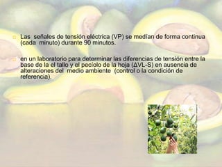 Para  el tratamiento de la raíz por hipoxia , después de 5 minutos de la línea de referencia, N2  gaseoso 100% se burbujear a través de la solución de Hoagland a desplazar el O2  y  crear una situación de hipoxia en la zona radicular. Para ambos tratamientos, la diferencia de potencial eléctrico entre las raíces y las hojas se midió por lo menos 80 min.La temperatura del aire durante el experimento fue de entre 20 y 23 ˚ C y la temperatura de las hojas variaron de 22 a 25 ˚ C, la humedad relativa del aire fue de 29,7% ± 1,34. El flujo de fotones fotosintéticos (PPF) mide con un censor cuántico directamente por encima de la superficie de la hoja  era alrededor de 90 mmol fotones m-2 s-1, que está por encima de la compensación de luz punto de esta especie, que es de 30 mmol fotones m-2 s-1.3.