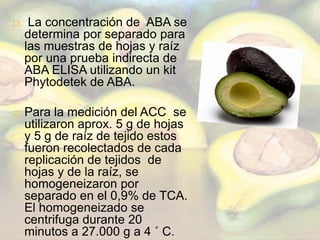 La concentración del ACC en raíces y hojas se determinó mediante la conversión de la ACC de etileno por una reacción con NaOCl utilizando el método descrito por Lizada y Yang. Modificado por Hoffman y Yang. Muestras y las normas fueron almacenados y medido de los tubos sellados con tapas de suero de goma que estaban herméticamente sellados.