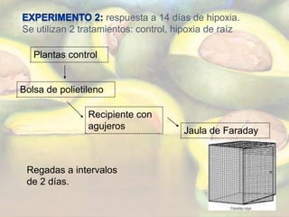 Hipoxia de raízBolsas de polietilenoRecipiente sin agujerosLlena de agua hasta superficieSeñales de tensión eléctrica se midieron en intervalos de 1 min. por 14 días.   Diferencias entre el voltaje de la hoja y la base del tronco.