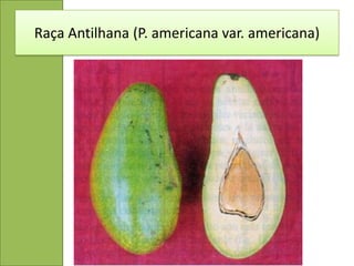 Raça Antilhana (P. americana var. americana)
 