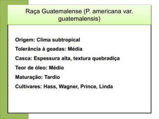 Raça Guatemalense (P. americana var.
          guatemalensis)
 